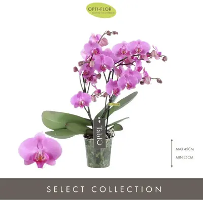 Phalaenopsis 'Tablo Pink Gin' (Orchidee) 40cm - afbeelding 2