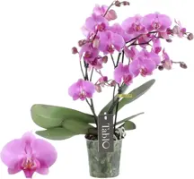 Phalaenopsis 'Tablo Pink Gin' (Orchidee) 40cm - afbeelding 1