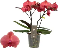 Phalaenopsis 'Tablo Spritz' (Orchidee) 40cm - afbeelding 1
