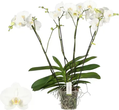 Phalaenopsis 'Theatro Classico' (Orchidee) 85cm - afbeelding 1