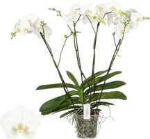 Phalaenopsis 'Theatro Classico' (Orchidee) 85cm kopen?