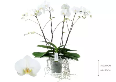 Phalaenopsis 'Theatro Classico' (Orchidee) 85cm - afbeelding 2