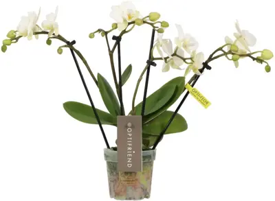 Phalaenopsis 'Theatro Funk' (Orchidee) 30cm - afbeelding 1