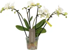 Phalaenopsis 'Theatro Funk' (Orchidee) 30cm - afbeelding 1