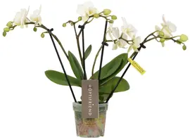 Phalaenopsis 'Theatro Funk' (Orchidee) 30cm kopen?