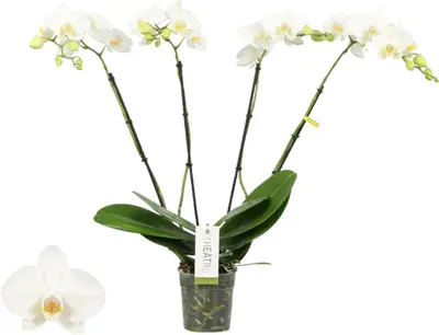 Phalaenopsis 'Theatro Jazz' (Orchidee) 60cm - afbeelding 1