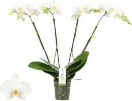 Phalaenopsis 'Theatro Jazz' (Orchidee) 60cm - afbeelding 1