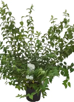 Philadelphus 'Belle Etoile' (Boerenjasmijn) 90cm - afbeelding 1