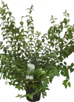 Philadelphus 'Belle Etoile' (Boerenjasmijn) 90cm - afbeelding 1