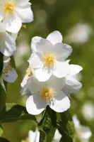 Philadelphus 'Belle Etoile' (Boerenjasmijn) 90cm - afbeelding 4