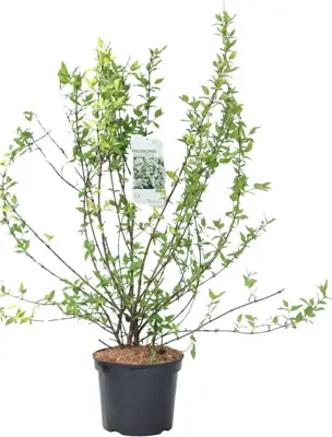 Philadelphus 'Belle Etoile' (Boerenjasmijn) 90cm - afbeelding 3