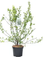 Philadelphus 'Belle Etoile' (Boerenjasmijn) 90cm - afbeelding 3