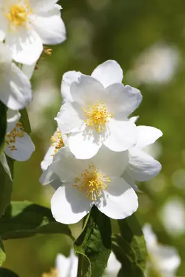 Philadelphus 'Belle Etoile' (Boerenjasmijn 'Belle Etoile') - afbeelding 2