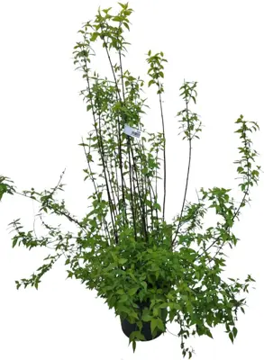 Philadelphus 'erectus' p26 h100 - afbeelding 1