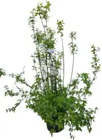 Philadelphus 'erectus' p26 h100 - afbeelding 1