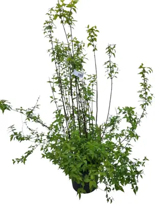 Philadelphus 'erectus' p26 h100 - afbeelding 2