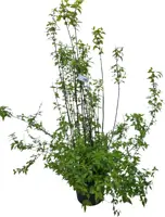 Philadelphus 'erectus' p26 h100 - afbeelding 2