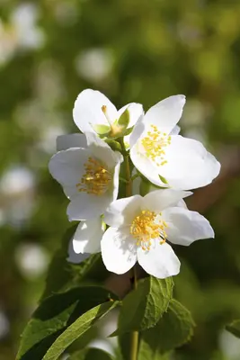 Philadelphus 'Petite Perfume Pink' (Boerenjasmijn) - afbeelding 4