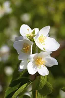 Philadelphus 'Petite Perfume Pink' (Boerenjasmijn) - afbeelding 4