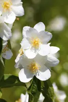 Philadelphus 'Petite Perfume Pink' (Boerenjasmijn) - afbeelding 5