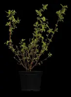 Philadelphus 'Petite Perfume Pink' (Boerenjasmijn) - afbeelding 11