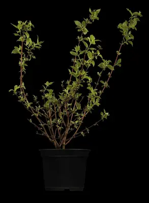 Philadelphus 'Petite Perfume Pink' (Boerenjasmijn) - afbeelding 11