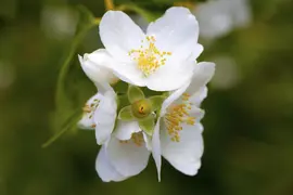 Philadelphus 'Petite Perfume Pink' (Boerenjasmijn) - afbeelding 2