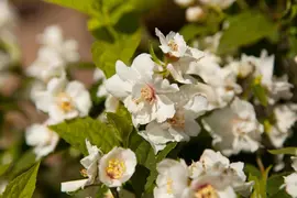 Philadelphus 'Petite Perfume Pink' (Boerenjasmijn) - afbeelding 9