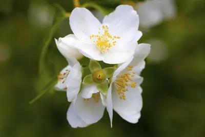 Philadelphus 'Petite Perfume Pink' (Boerenjasmijn) - afbeelding 2