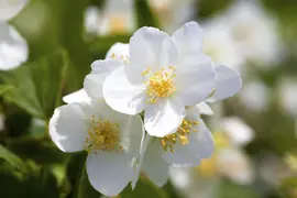 Philadelphus 'Petite Perfume Pink' (Boerenjasmijn) - afbeelding 3