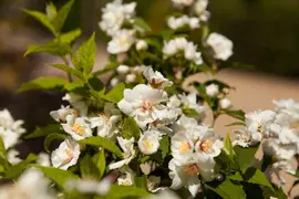 Philadelphus 'Petite Perfume Pink' (Boerenjasmijn) - afbeelding 10