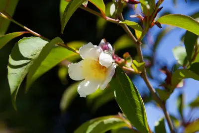 Philadelphus 'Petite Perfume Pink' (Boerenjasmijn) - afbeelding 13