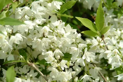 Philadelphus 'Petite Perfume Pink' (Boerenjasmijn) - afbeelding 14