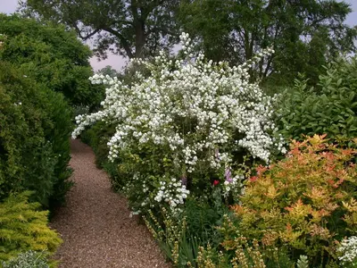 Philadelphus 'Petite Perfume Pink' (Boerenjasmijn) - afbeelding 15