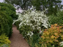 Philadelphus 'Petite Perfume Pink' (Boerenjasmijn) - afbeelding 15