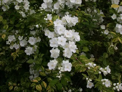Philadelphus 'Petite Perfume Pink' (Boerenjasmijn) - afbeelding 16