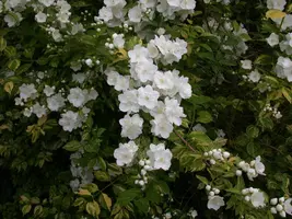 Philadelphus 'Petite Perfume Pink' (Boerenjasmijn) - afbeelding 16
