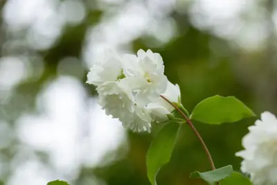 Philadelphus 'Schneesturm' (Boerenjasmijn) 80cm - afbeelding 4