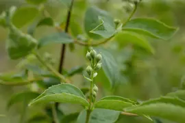Philadelphus 'Schneesturm' (Boerenjasmijn) 80cm - afbeelding 8