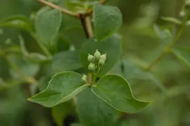 Philadelphus 'Schneesturm' (Boerenjasmijn) 80cm - afbeelding 9