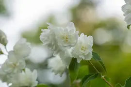 Philadelphus 'Schneesturm' (Boerenjasmijn) 80cm - afbeelding 10