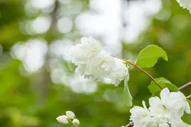 Philadelphus 'Schneesturm' (Boerenjasmijn) 80cm - afbeelding 11