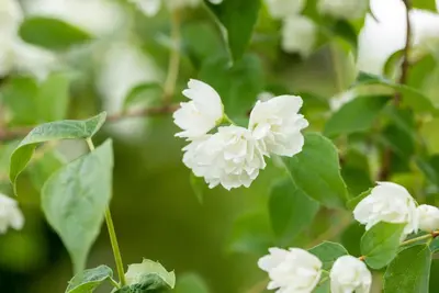 Philadelphus 'Schneesturm' (Boerenjasmijn) 80cm - afbeelding 12
