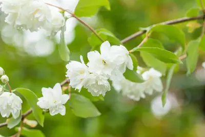 Philadelphus 'Schneesturm' (Boerenjasmijn) 80cm - afbeelding 13
