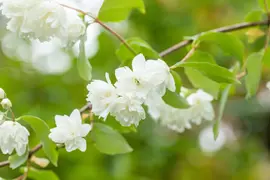 Philadelphus 'Schneesturm' (Boerenjasmijn) 80cm - afbeelding 13