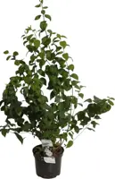 Philadelphus 'Schneesturm' (Boerenjasmijn) 80cm - afbeelding 1