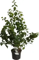 Philadelphus 'Schneesturm' (Boerenjasmijn) 80cm kopen?