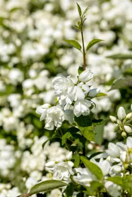 Philadelphus 'Schneesturm' (Boerenjasmijn) 80cm - afbeelding 14