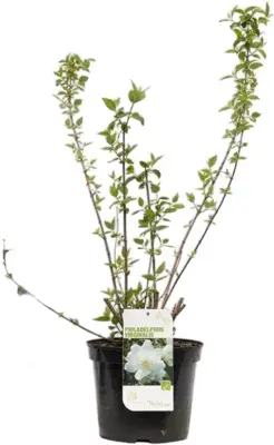 Philadelphus 'Virginal' (Boerenjasmijn) 90cm - afbeelding 2
