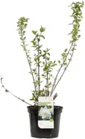 Philadelphus 'Virginal' (Boerenjasmijn) 90cm - afbeelding 2